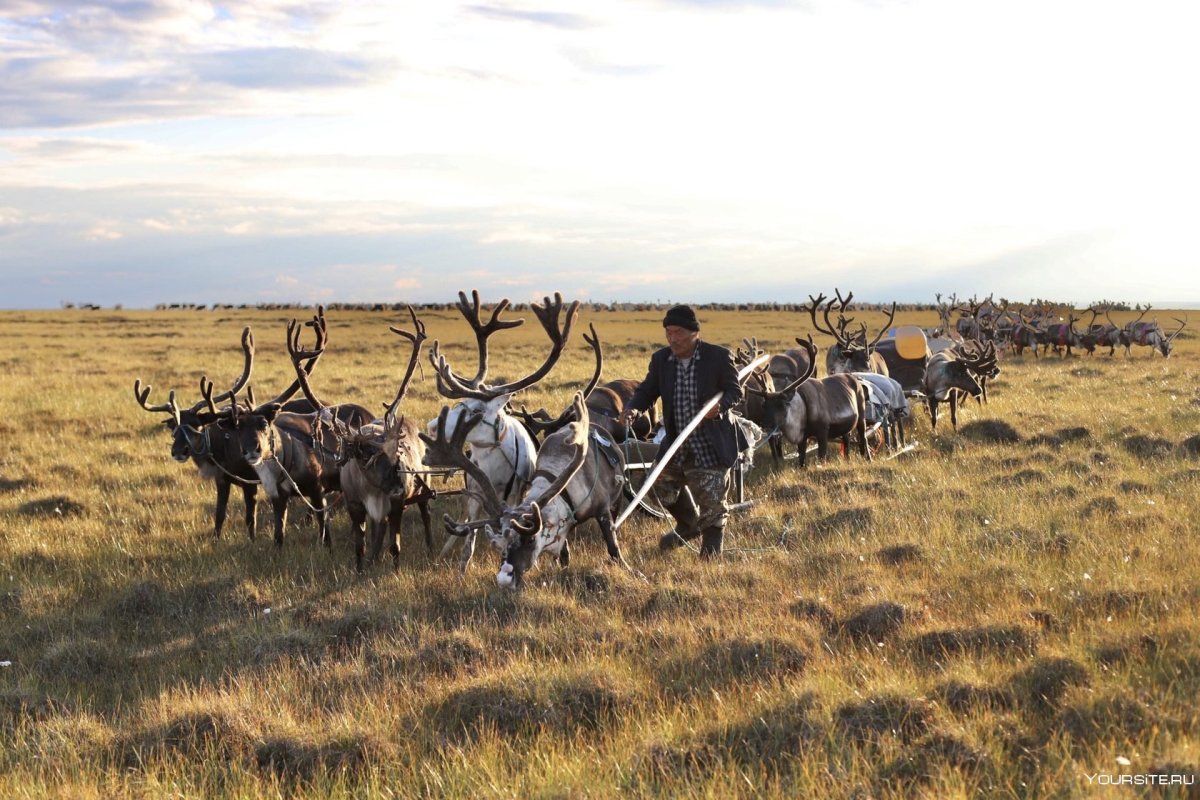 Тундра Ямала