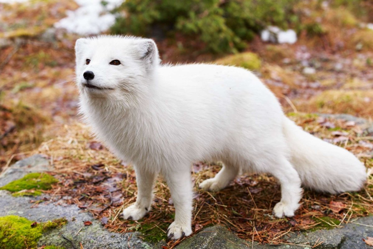 Песец в тундре