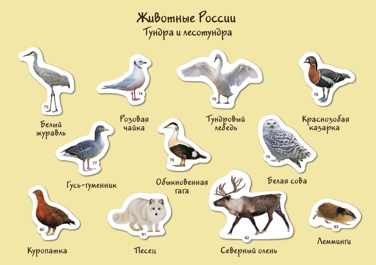 Животный мир тундры в России