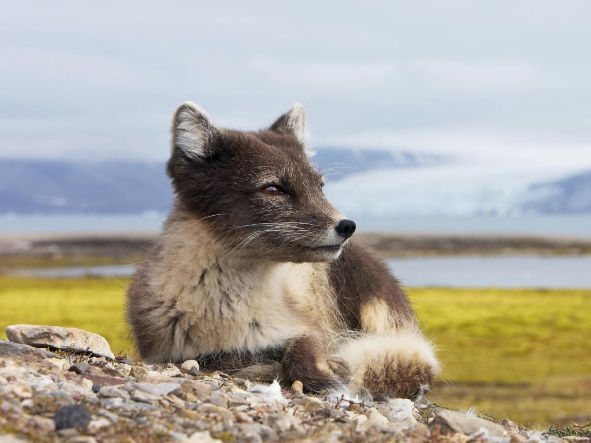 Фауна Кольского полуострова