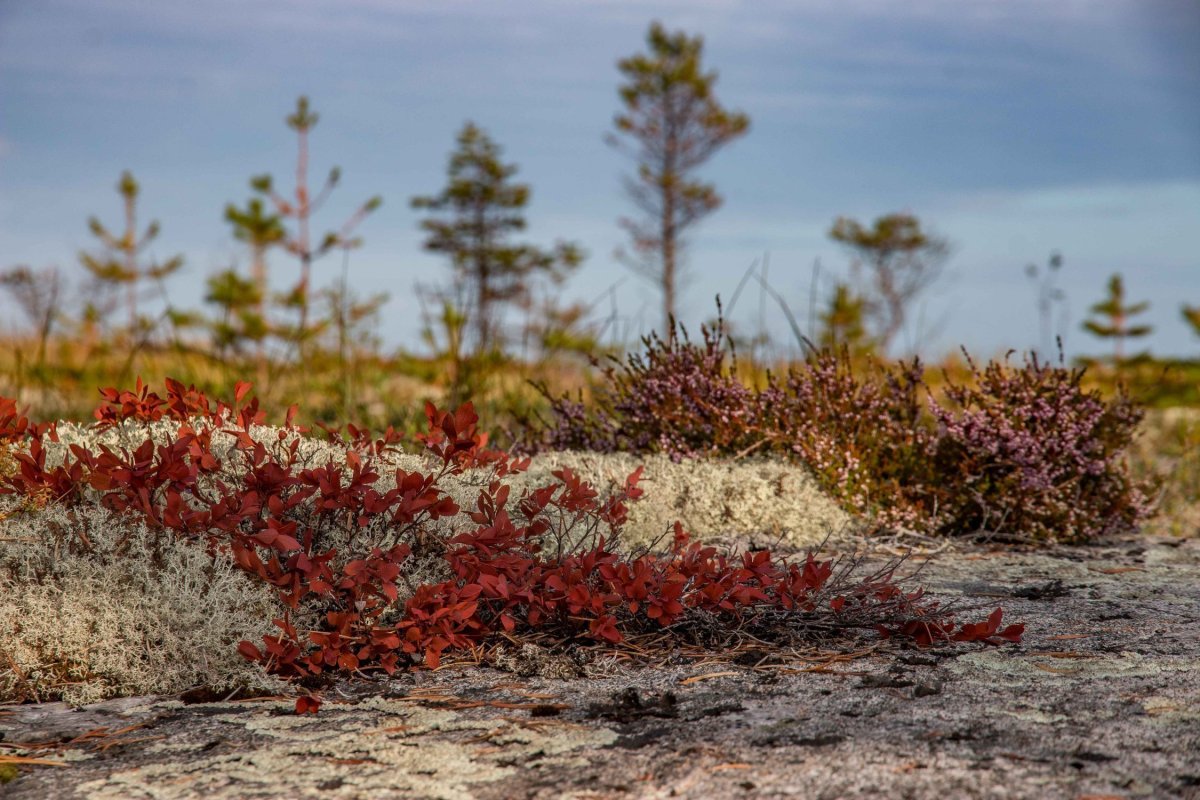 Кольского полуострова зимой растения тундры