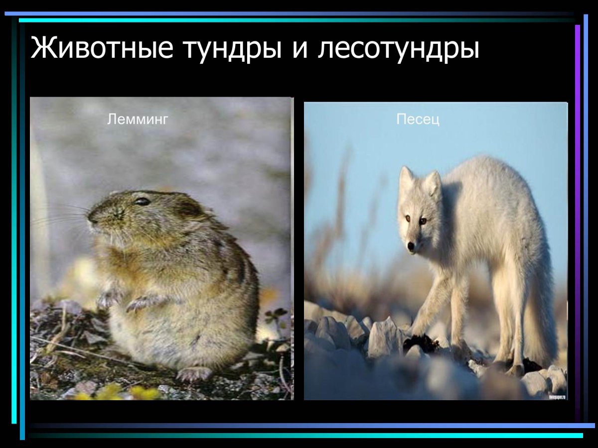 Животные тундрв илесотундры