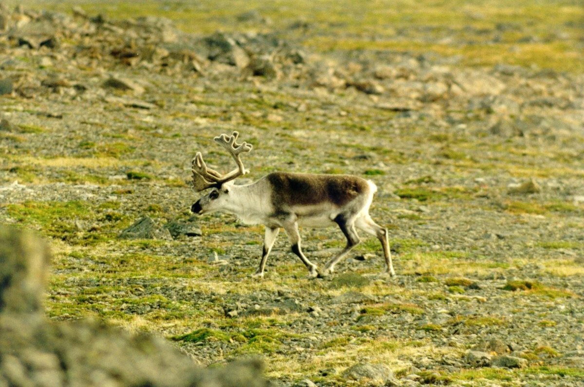 Животный мир тундры и лесотундры Евразии