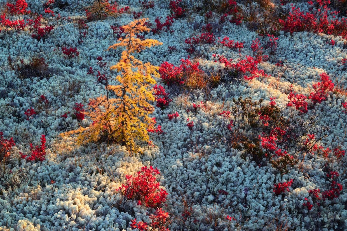 Лара тундра