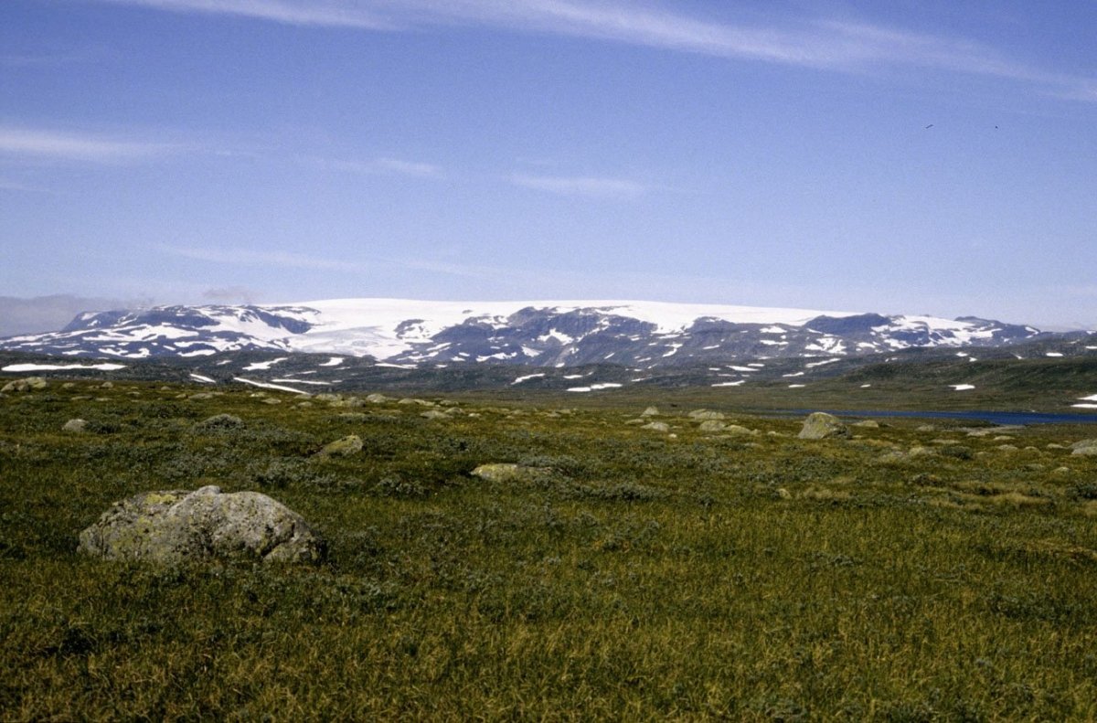 Актическая пустыня тундры