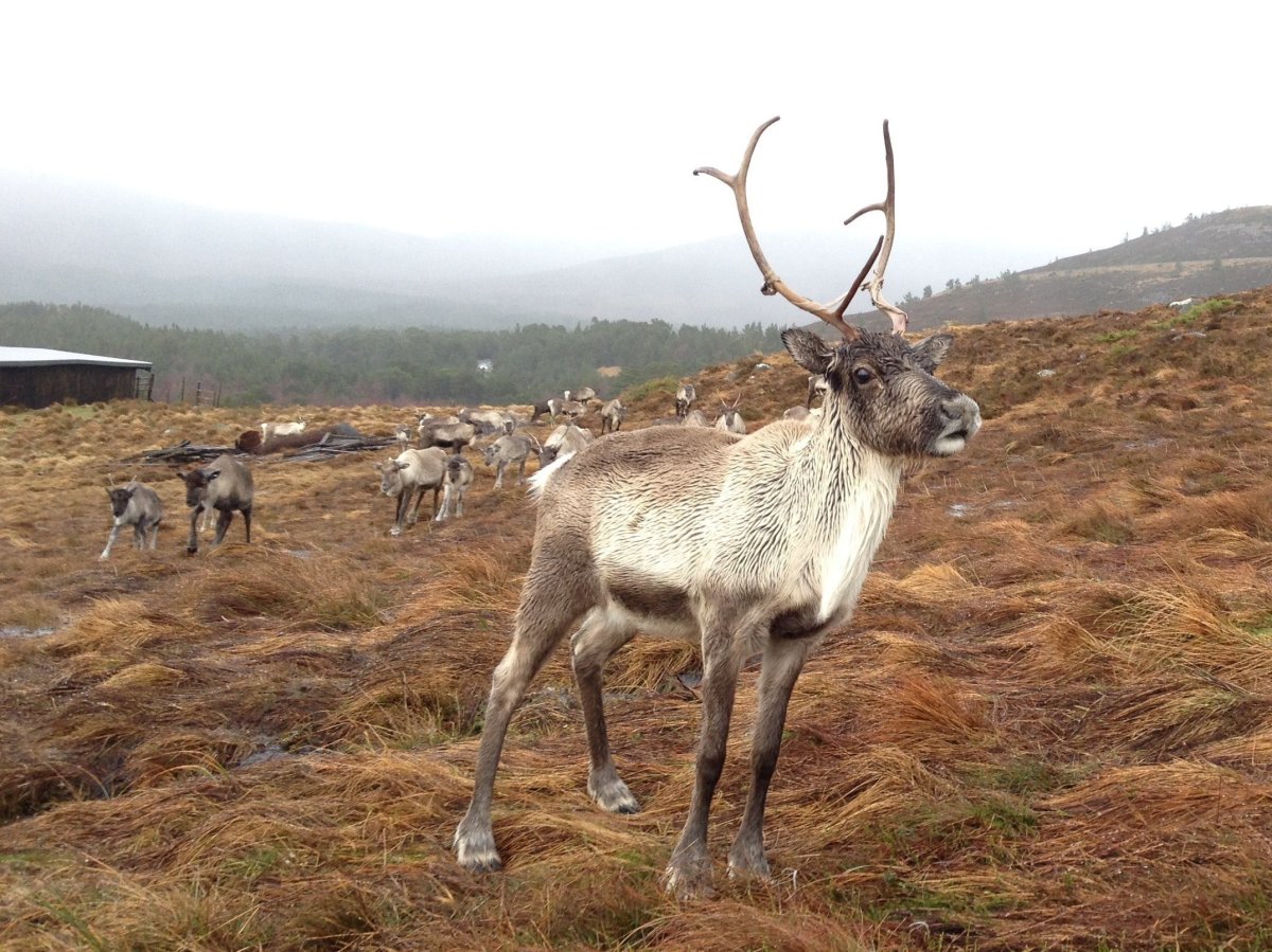 Северный олень Магадан
