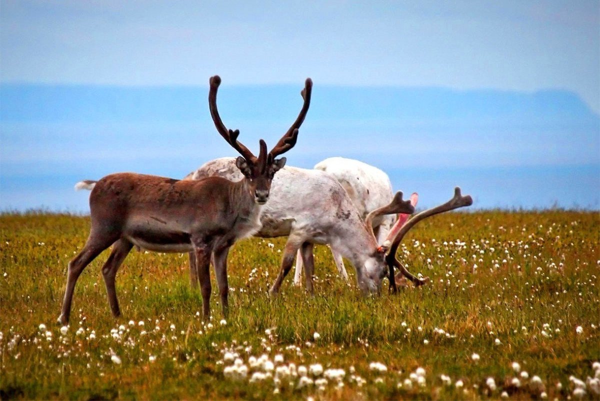 Северный олень в тундре