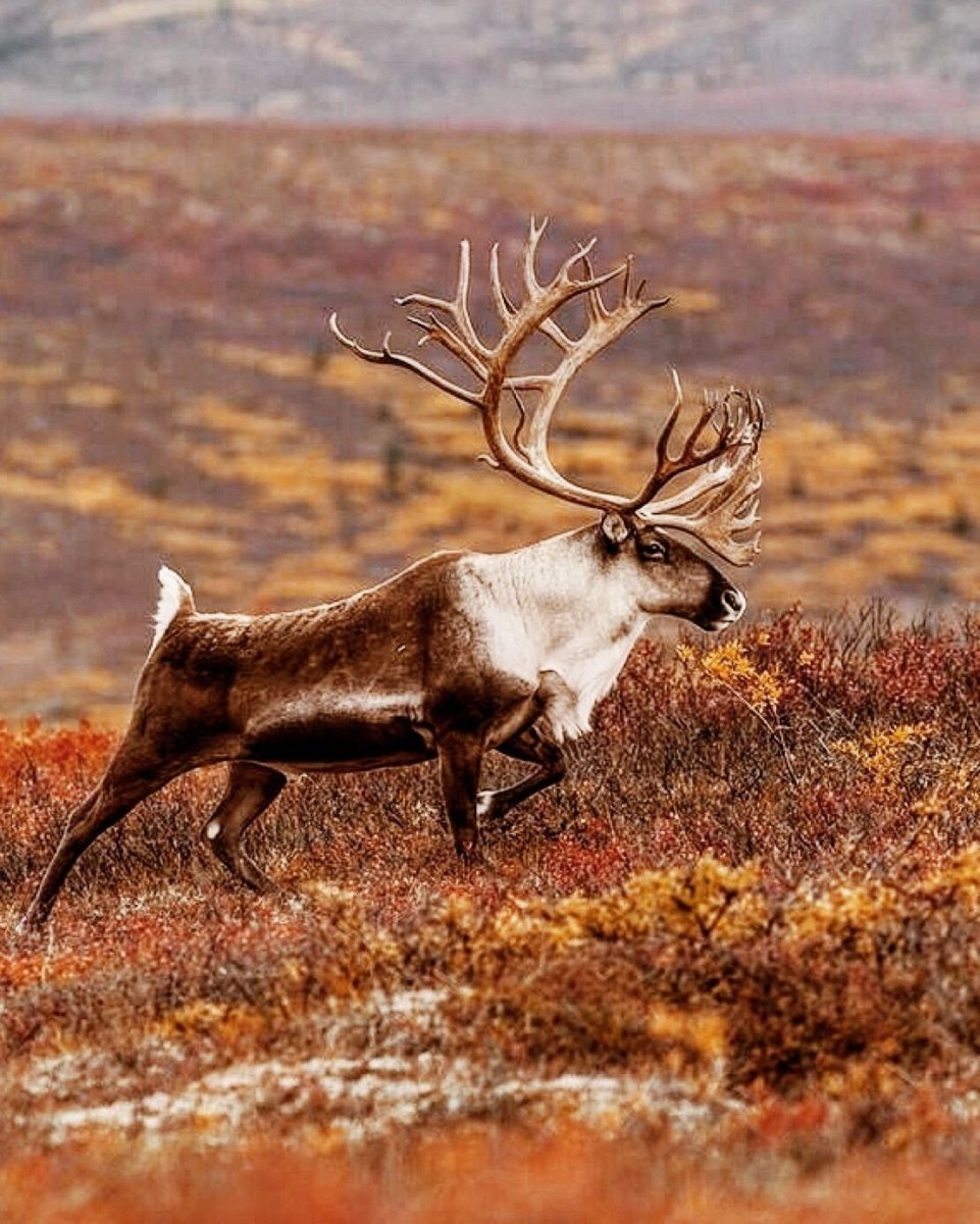 Северный олень Карибу в тундре