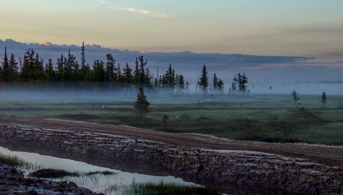 Зона лесотундры