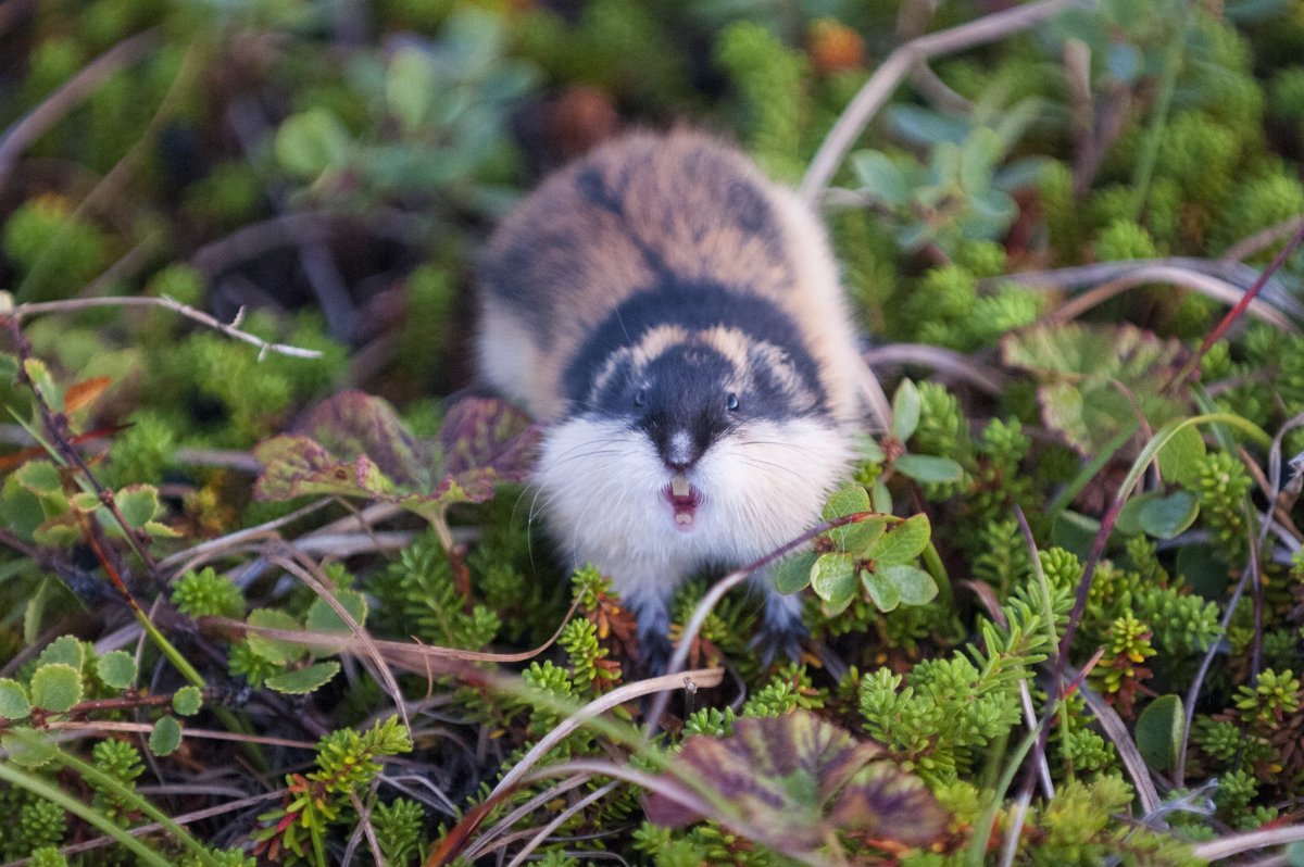 Лемминг в тундре