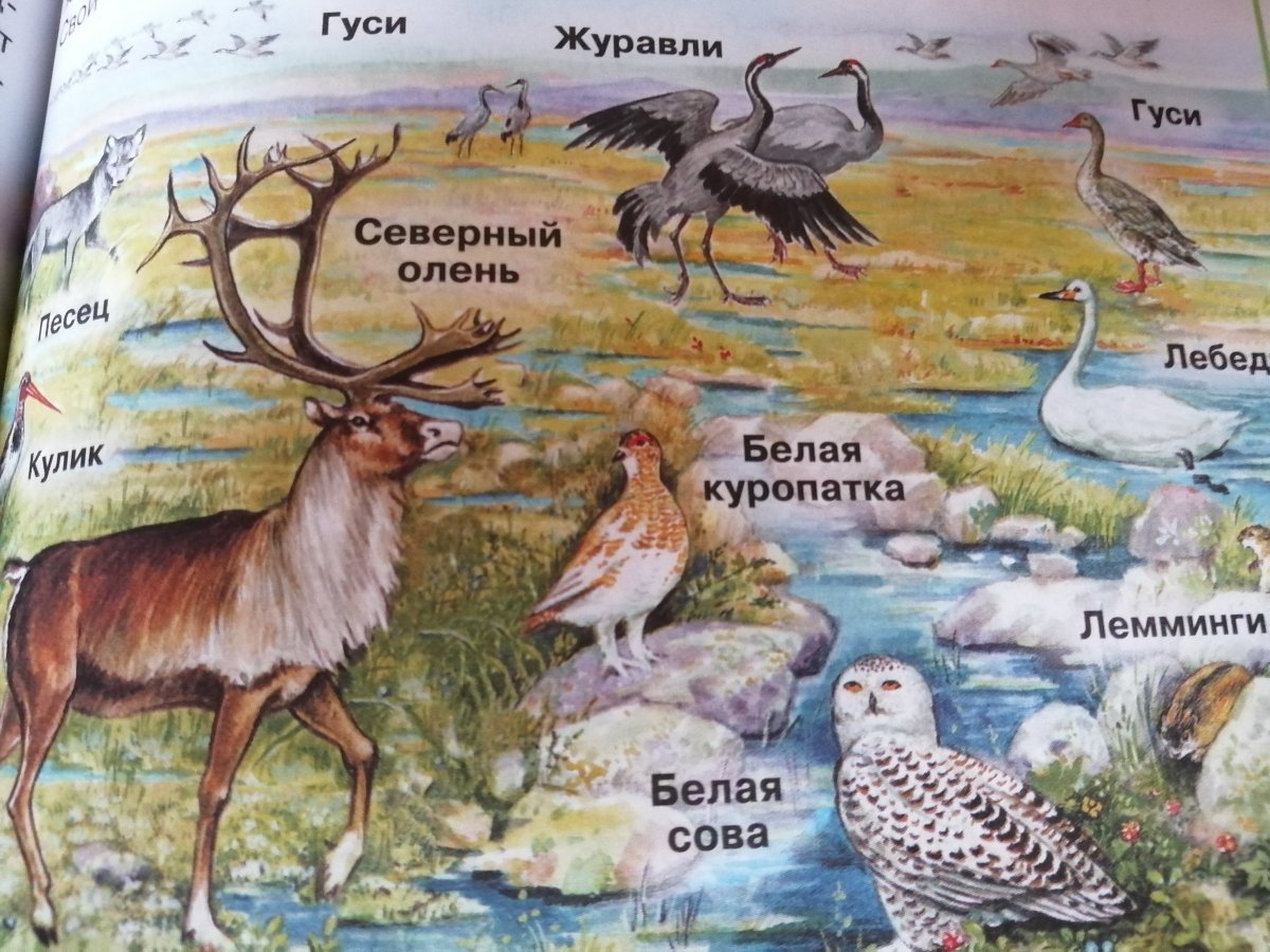 Животные тундры плакат