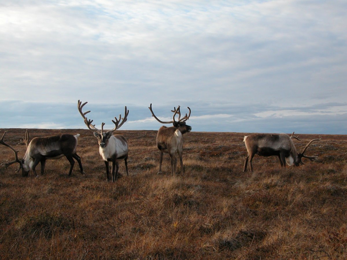 Тундра Ямала