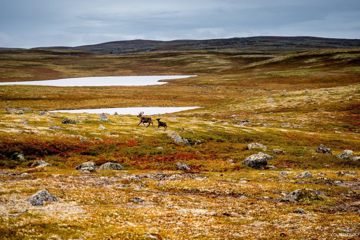 Арктика тундра лесотундра