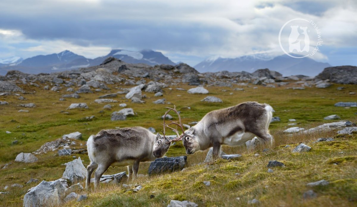 Олени на Шпицбергене