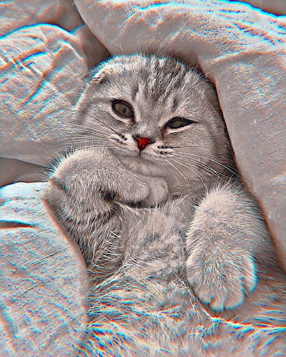 Коты милые из ТТ