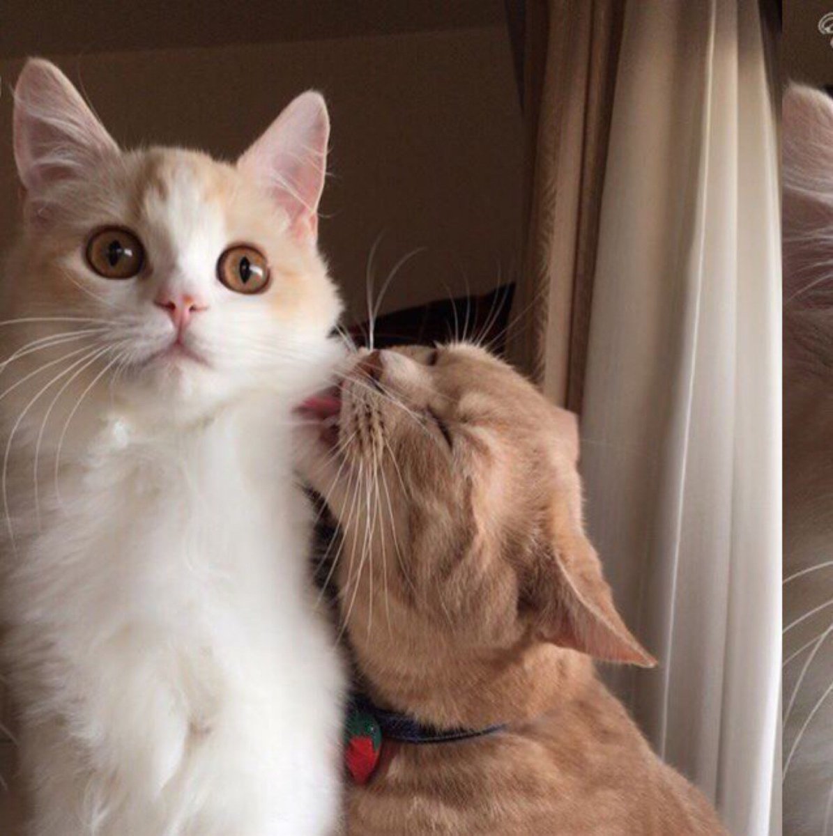 Два котенка Эстетика