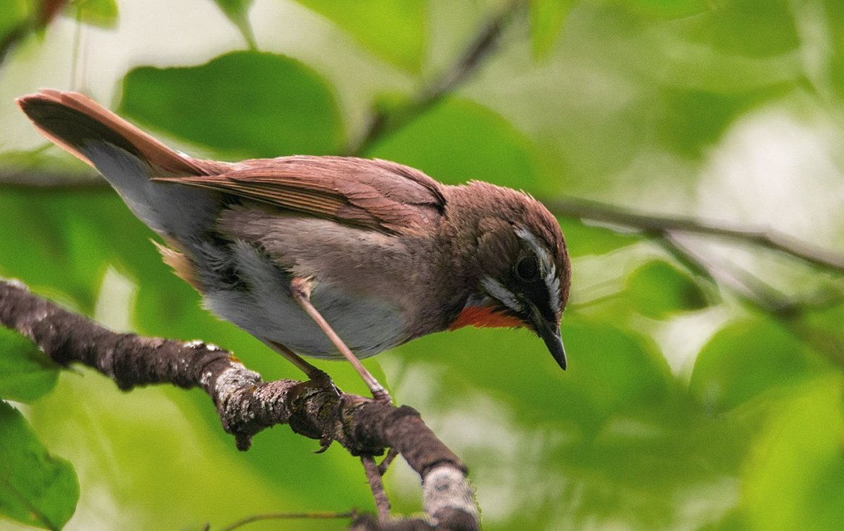 Лесные птицы летом