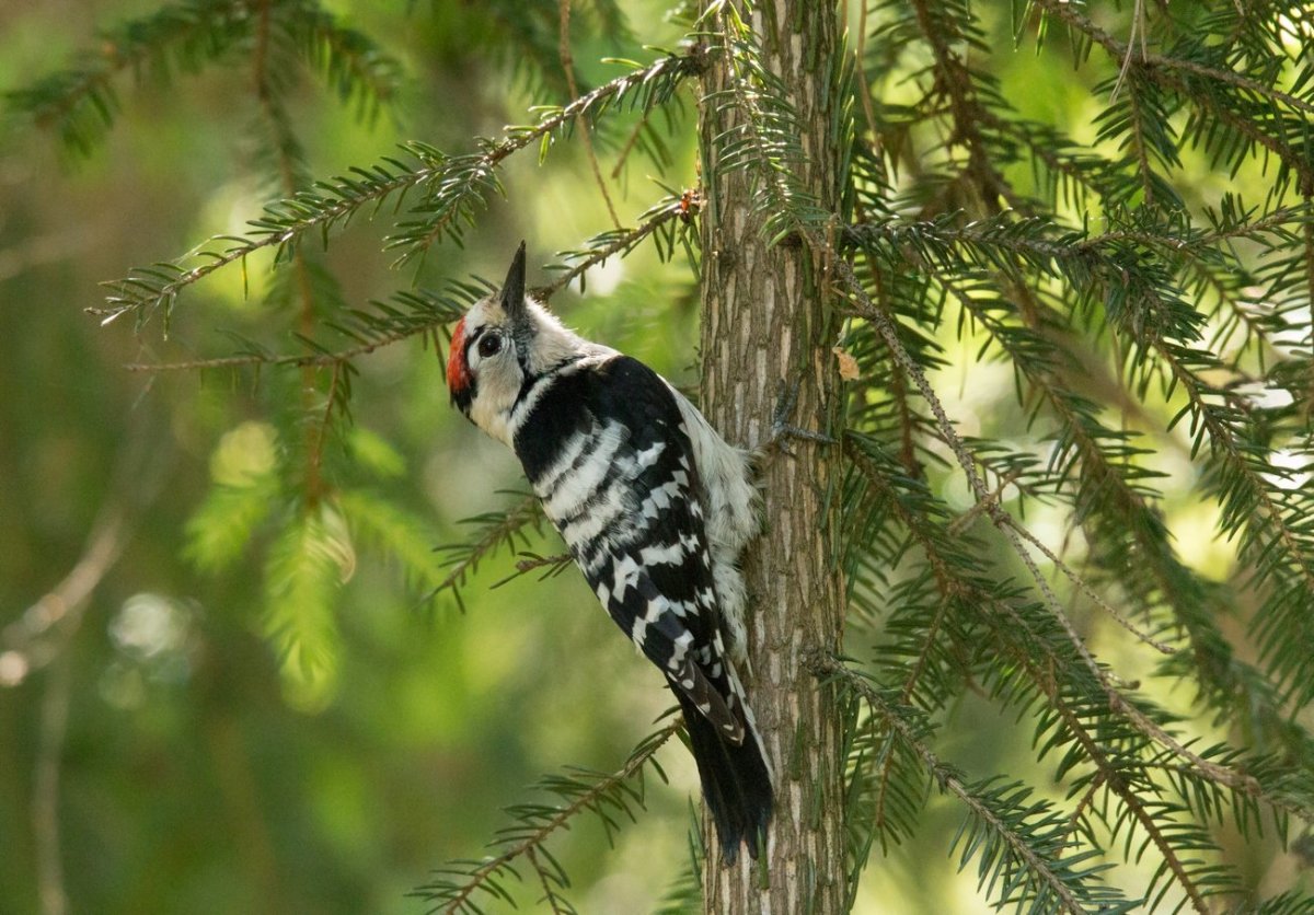 Малый пёстрый дятел зимой