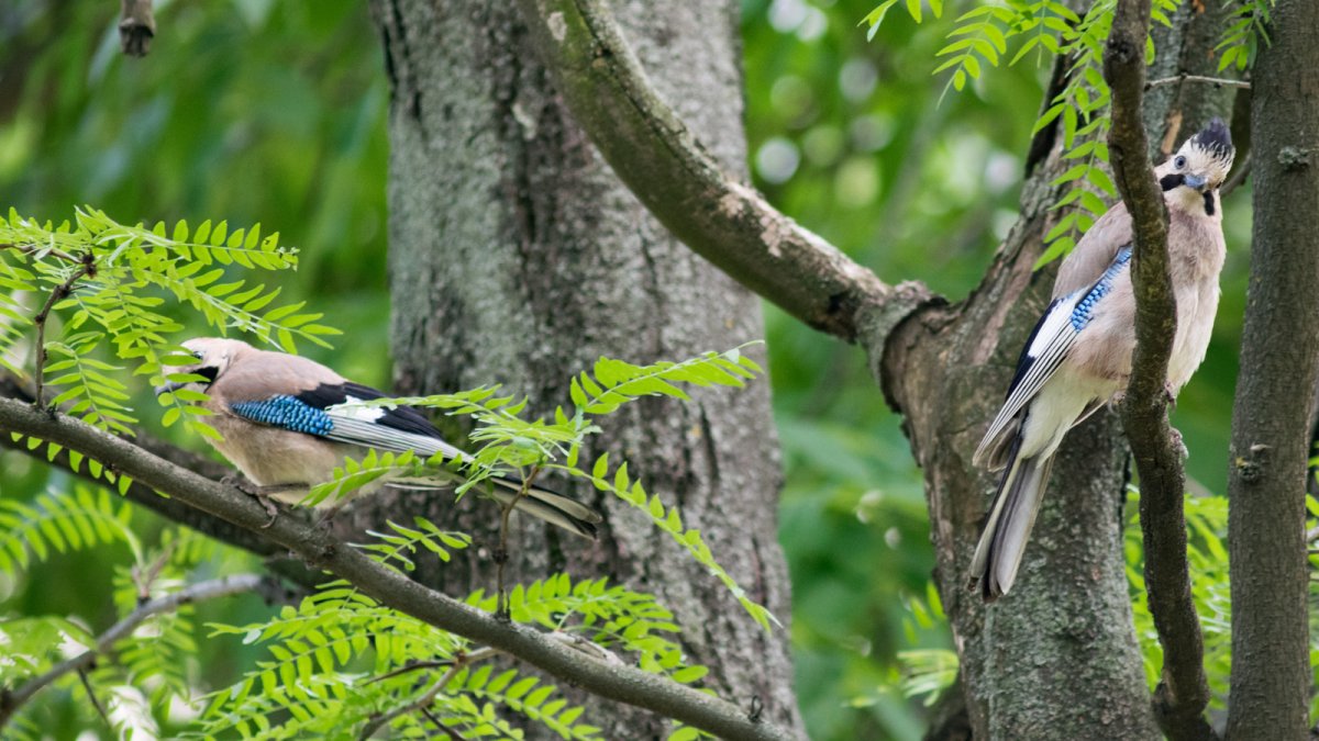Птицы центра и Юга России