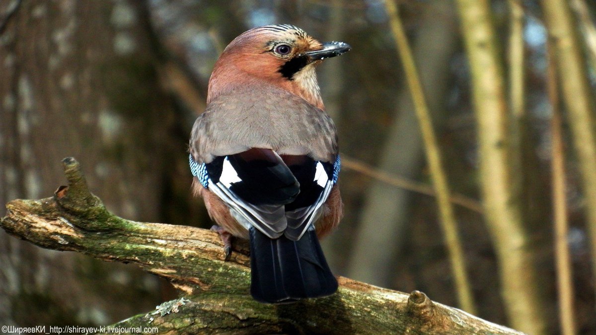 Сойка певчая
