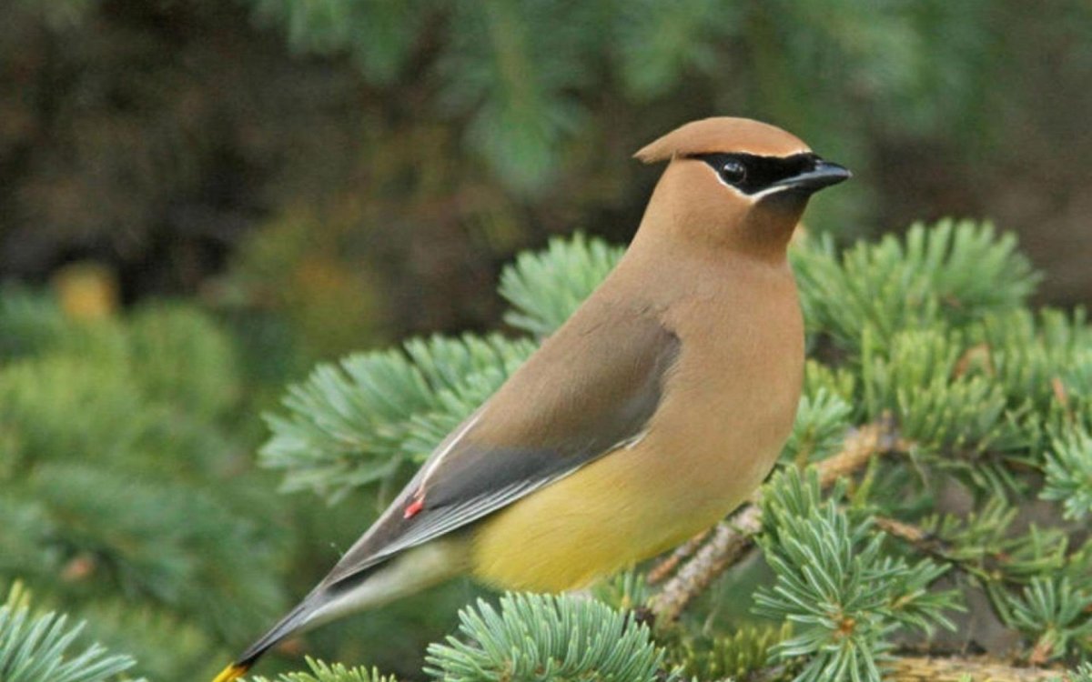 Американский свиристель