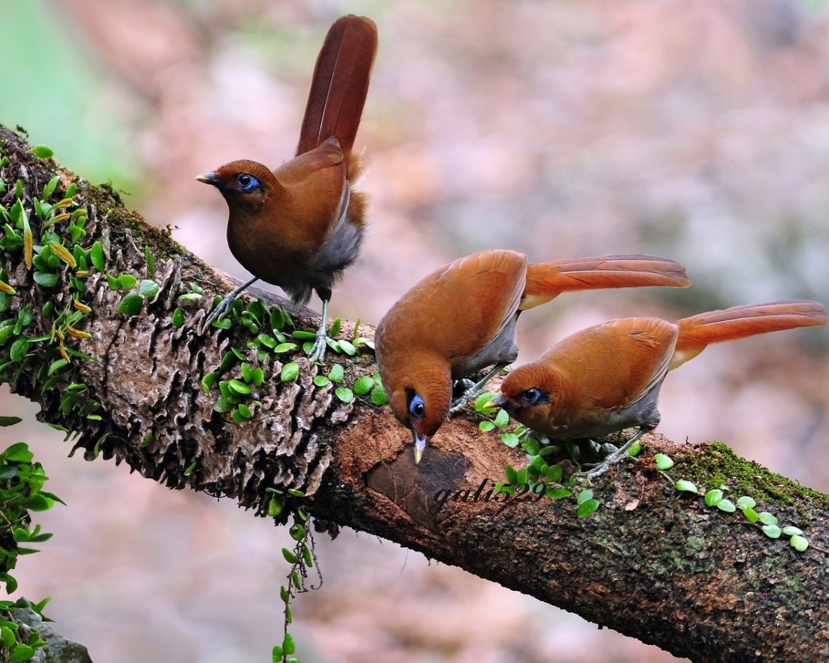 Птичка из леса