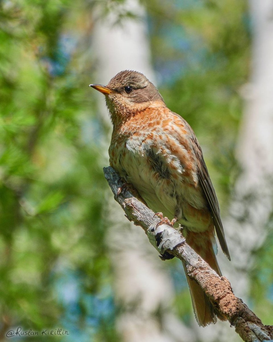 Лесной Дрозд