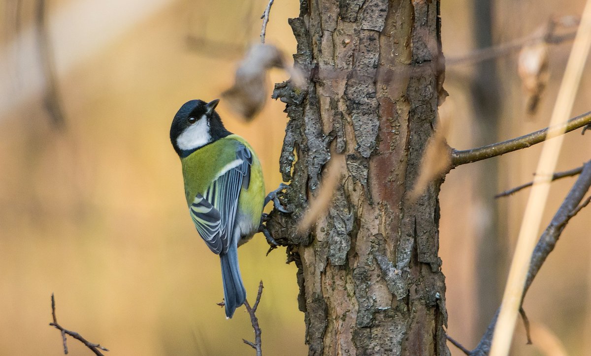 Птицы в смешанных лесах