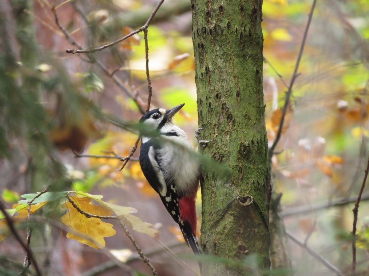 Птицы Лесные жители