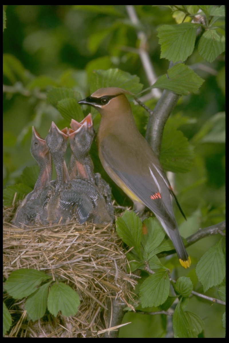 Свиристель гнездо птенцы