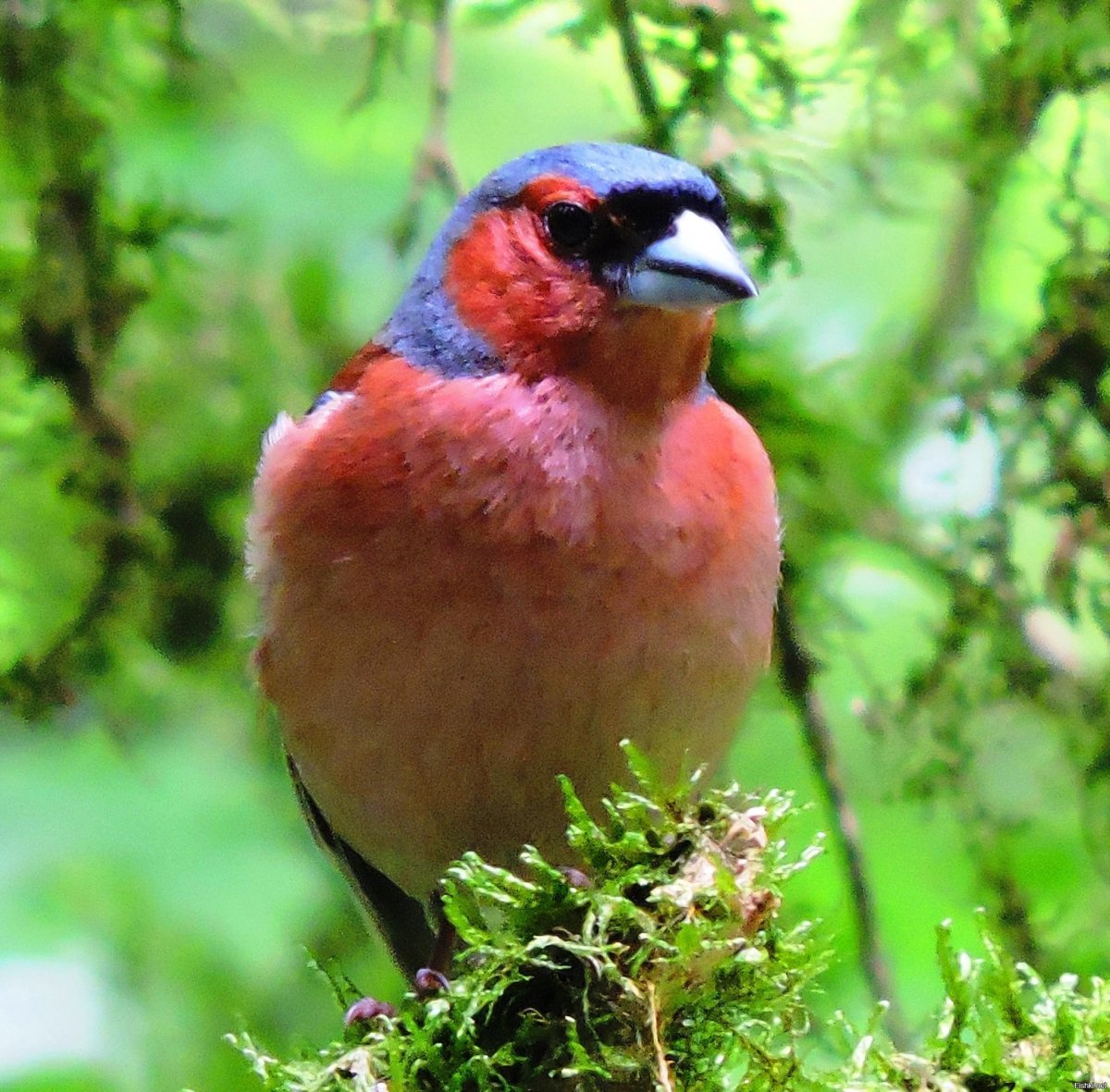 Лесные птички