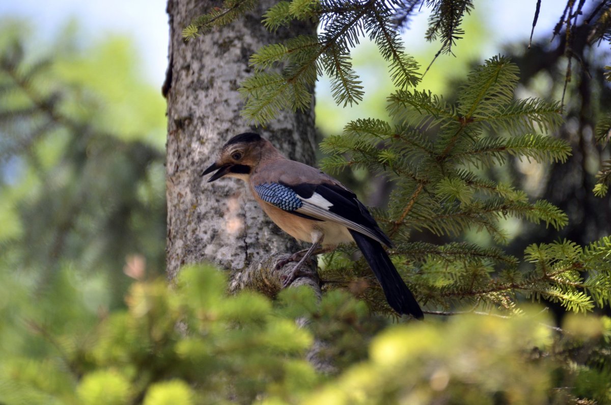 Птицы в хвойном лесу