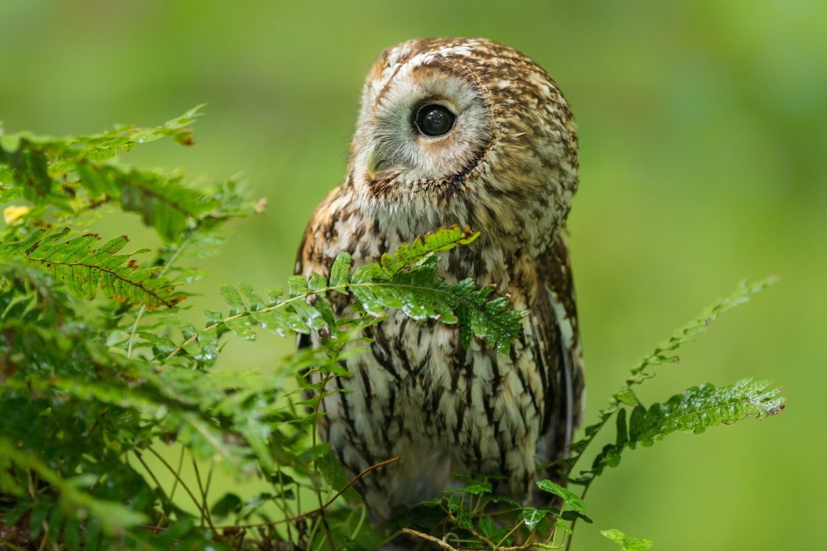 Зеленая Сова