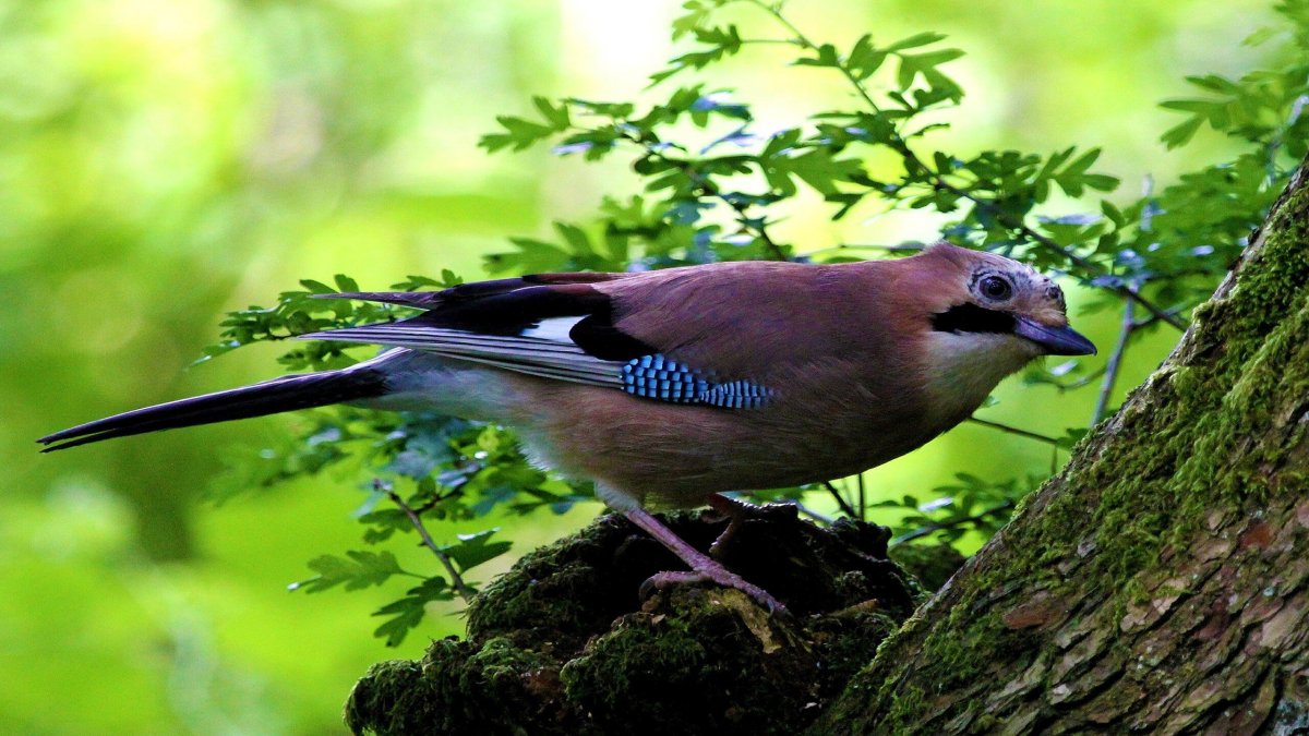 Сойка коричневая