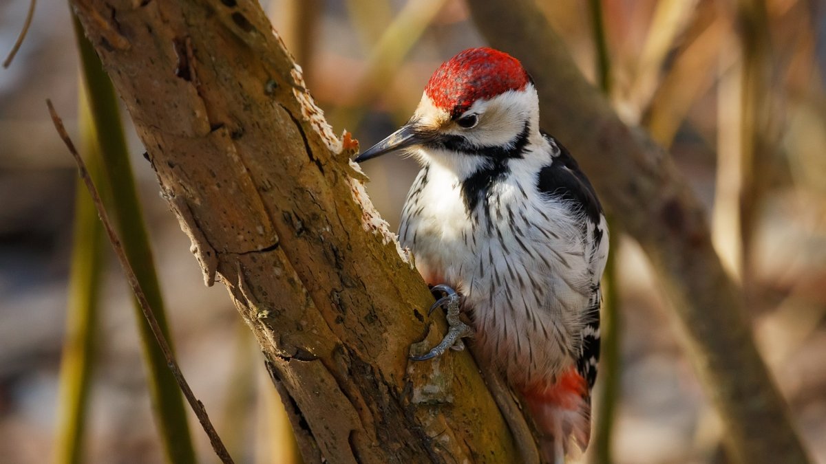 Черногорлый Королевский дятел