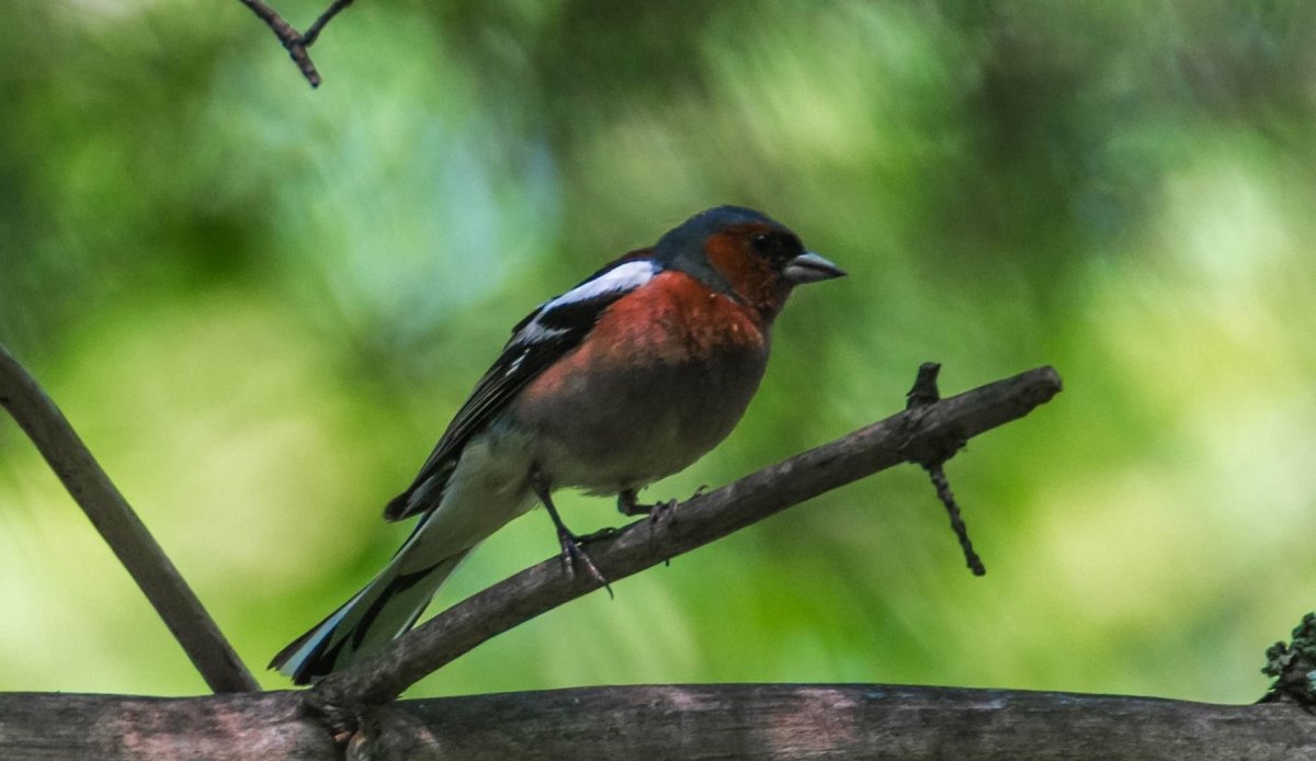 Птицы российских лесов