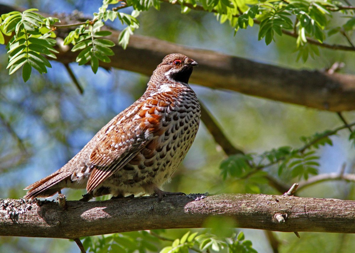 Рябчик (Bonasa bonasia)