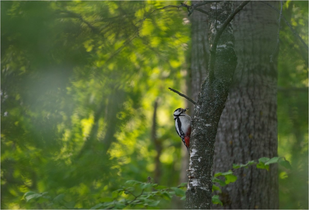 Птицы в лесу