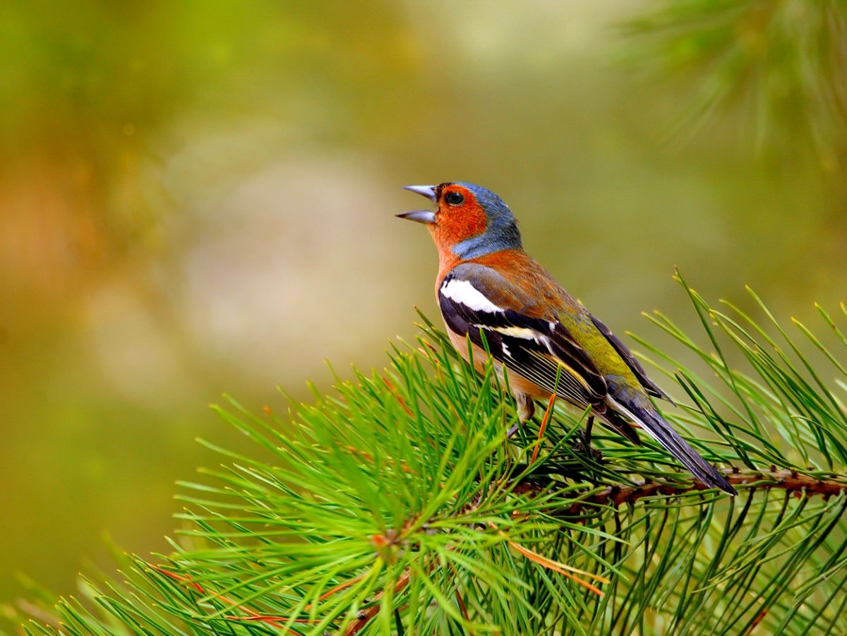 Зяблик домашний