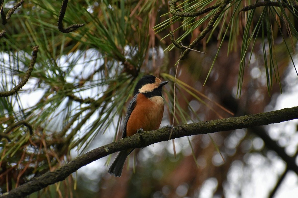 Обитатели леса птицы