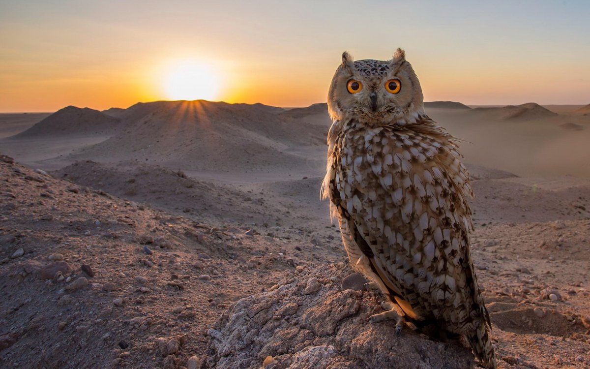 Горный Филин