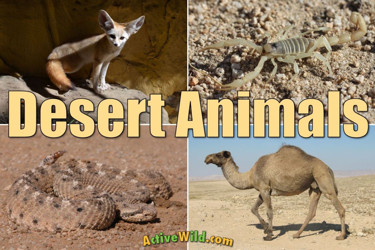Desert animals list