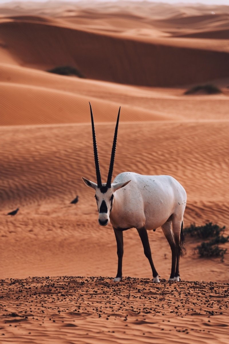 Дубай Орикс антилопа