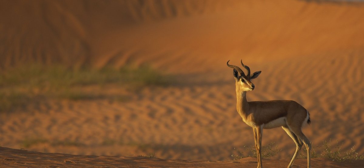 Животное пустыни начинающиеся на