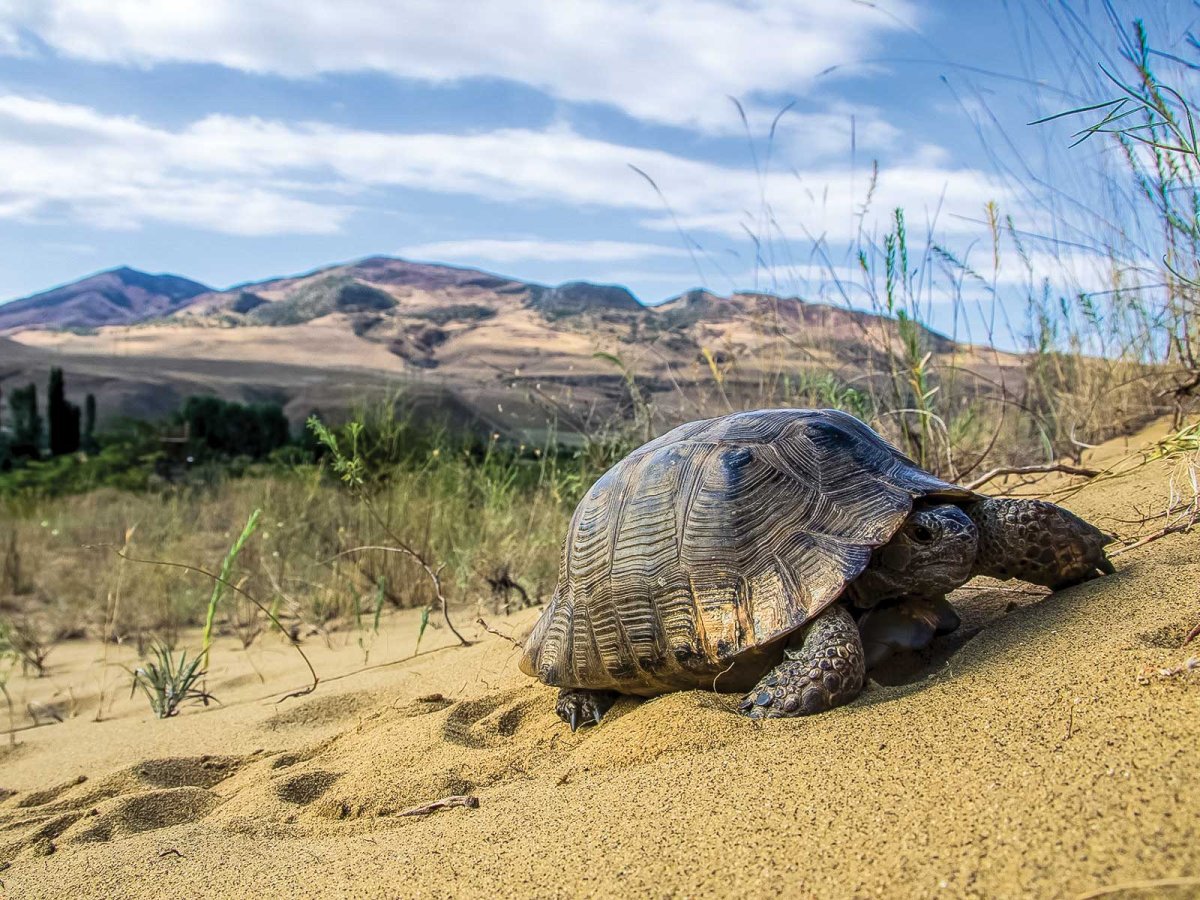 Средиземноморская черепаха Палласа