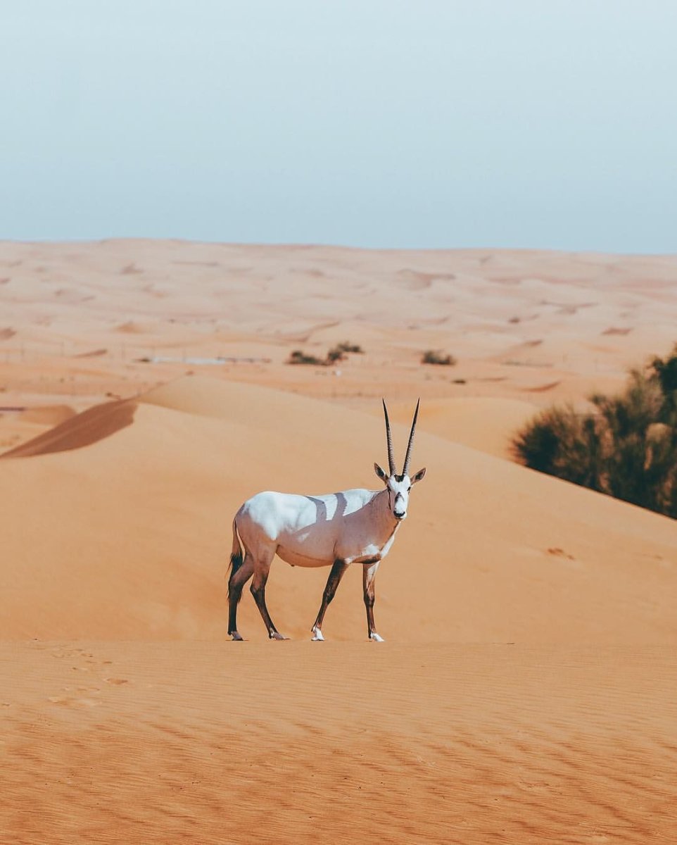 Обыкновенный Орикс пустыня Дубай