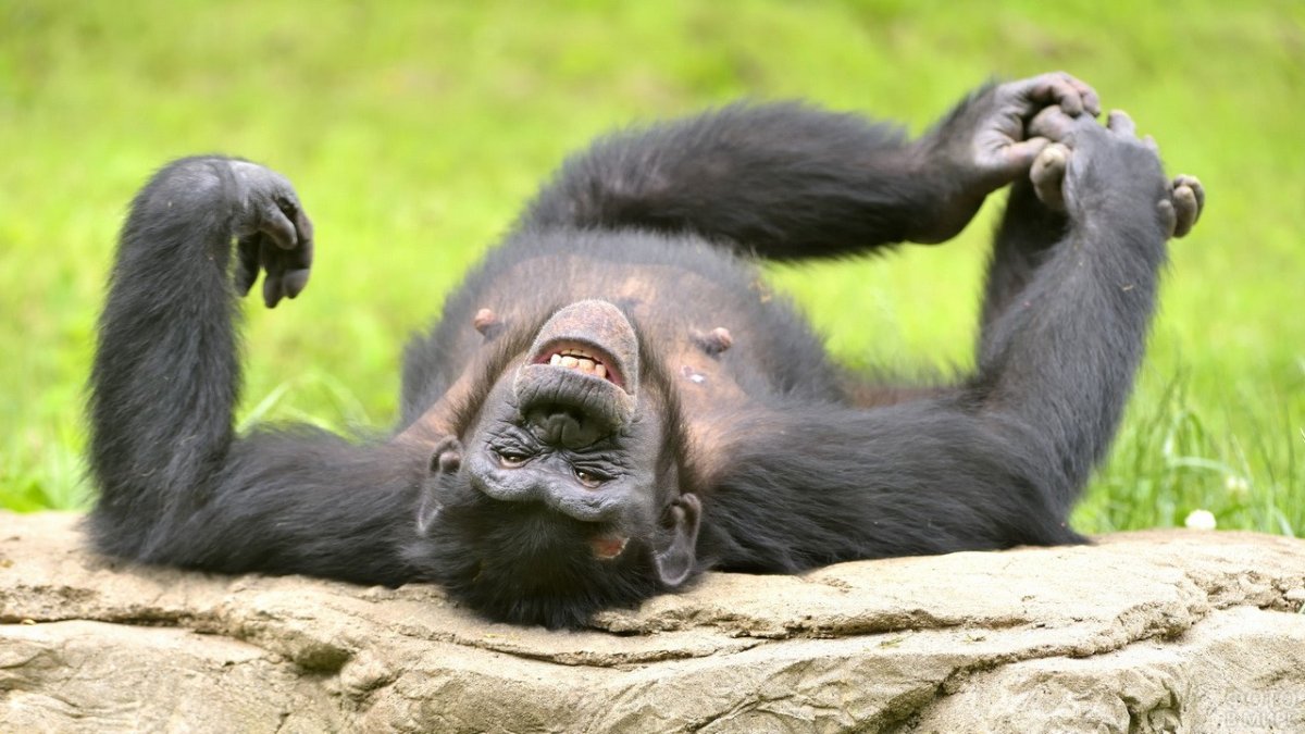 Обезьяна валяется