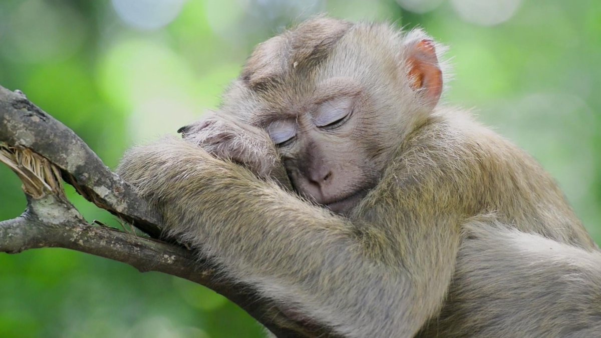 Мартышка спит