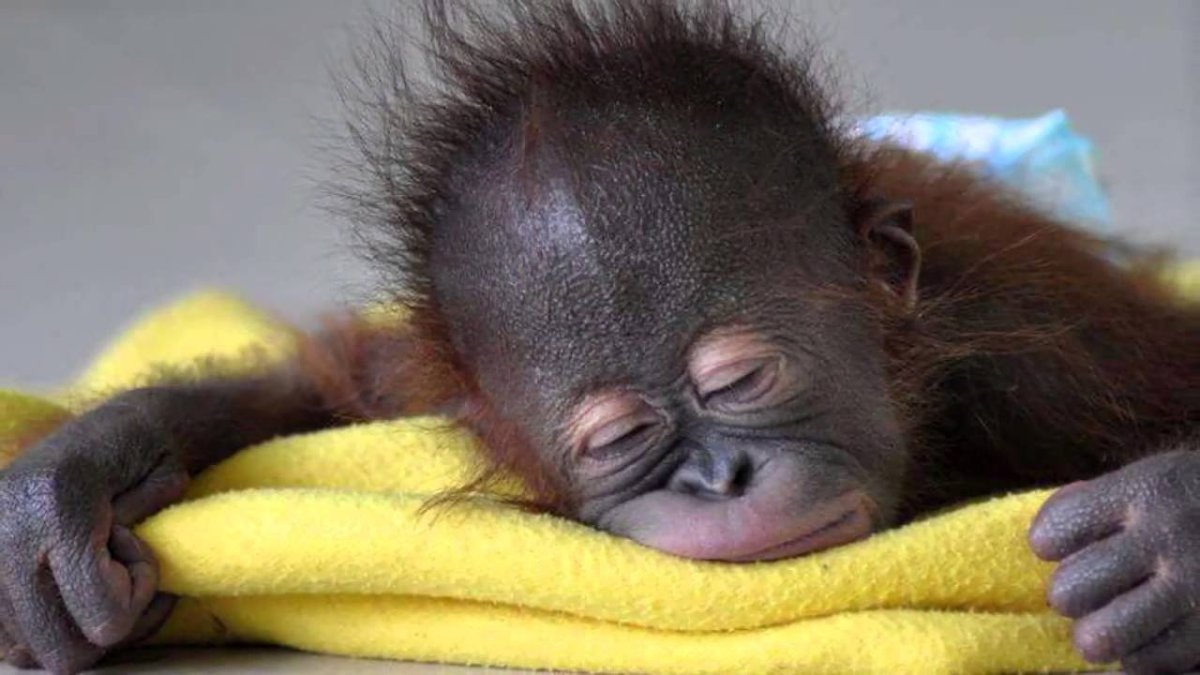 Сонная обезьяна