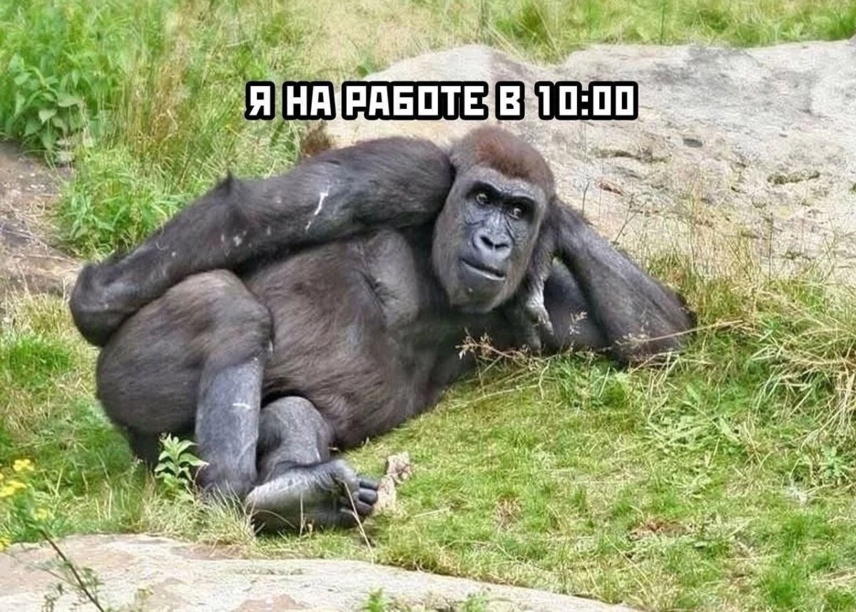 Ленивая обезьяна